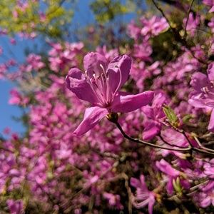 Meet your Posher, Cheyenne